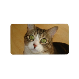 Katzenaugen Adressaufkleber