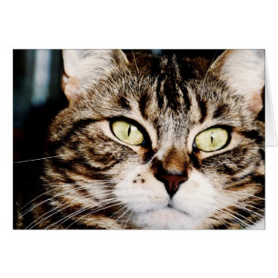 Katzenaugen-Nahaufnahme-Karte