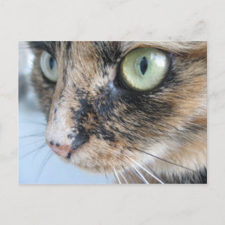 Katzenaugen Postkarte