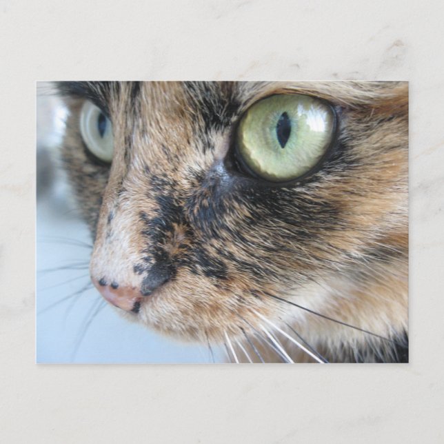 Katzenaugen Postkarte (Vorderseite)