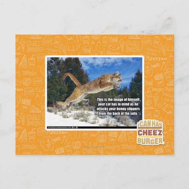 Katzenbild Postkarte (Vorderseite)