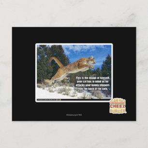 Katzenbild Postkarte