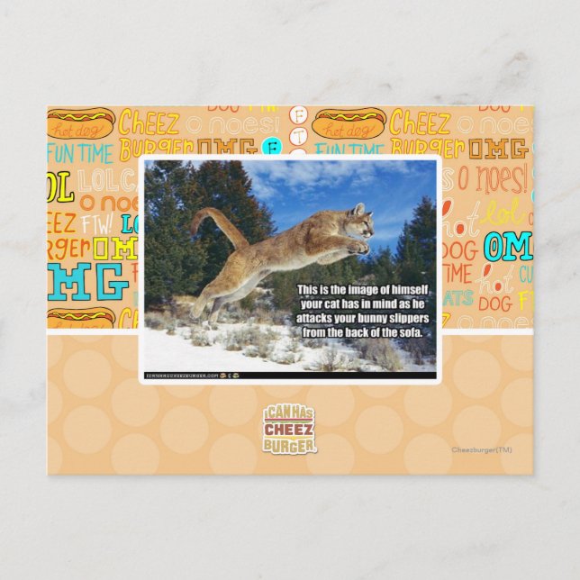 Katzenbild Postkarte (Vorderseite)