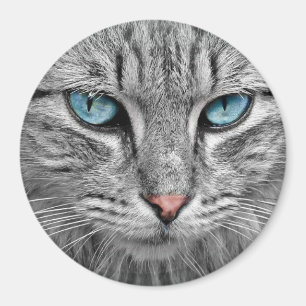 Katzenblaue Augen Magnet