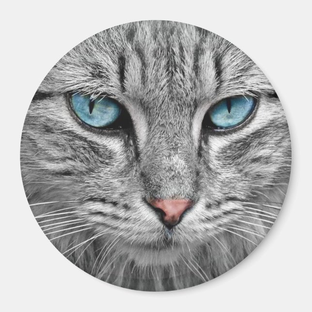 Katzenblaue Augen Magnet (Vorne)