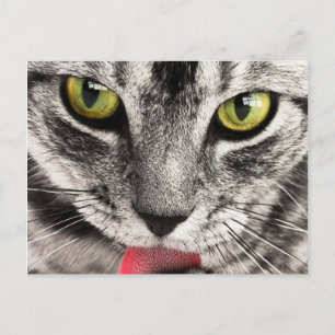 Katzenblick Postkarte