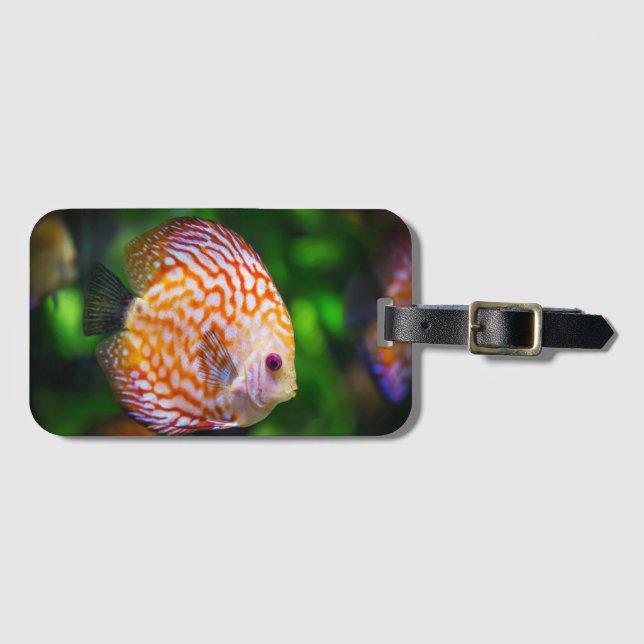 Katzenfisch  gepäckanhänger (Vorderseite (Horizontal))