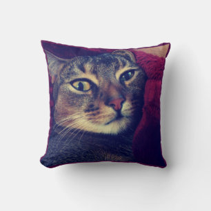 Katzenfoto, Katze, Haustiere, lustige Katze, Kissen