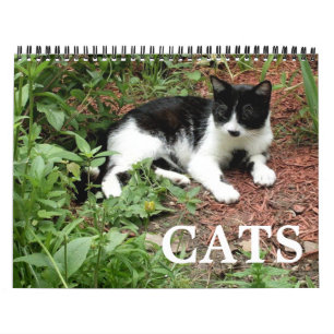 Katzenfotos  kalender