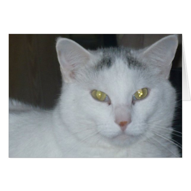 Katzengedanken Weiße Katze (Vorderseite (Horizontal))