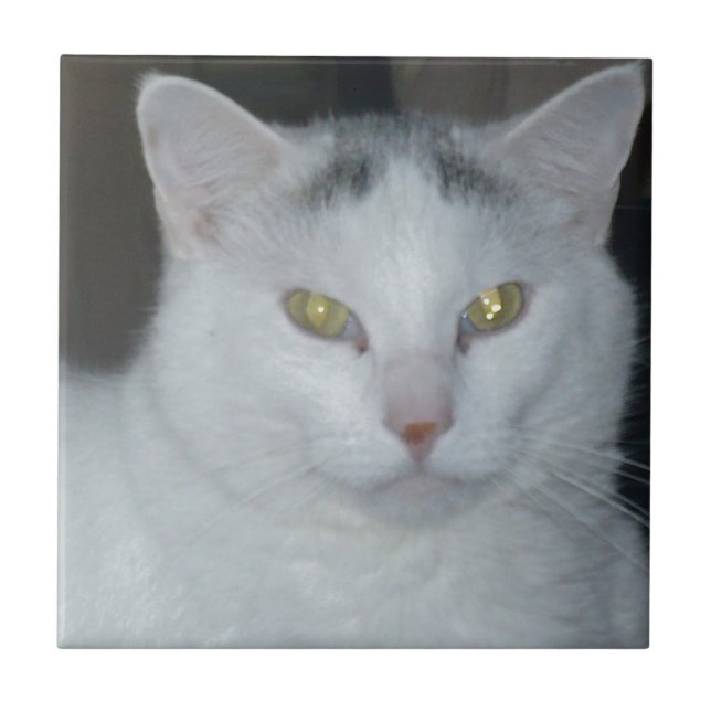 Katzengedanken Weiße Katze Fliese (Vorderseite)