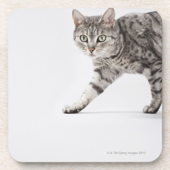 Katzengehen Untersetzer (Vorderseite)