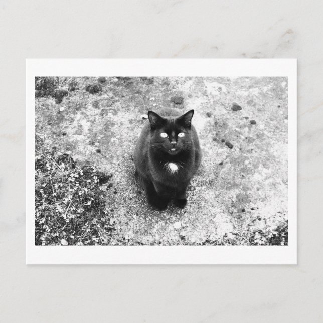 Katzengeplauder Postkarte (Vorderseite)