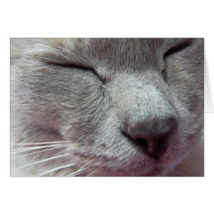 Katzengesicht