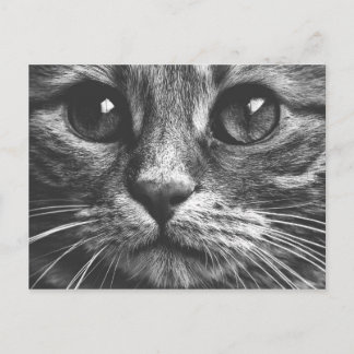 Katzengesicht Augen Schwarz-Weiß-Niedliches Foto Postkarte
