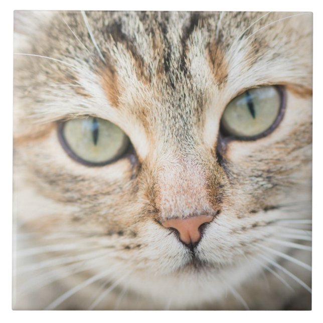 Katzengesicht Fliese (Vorderseite)