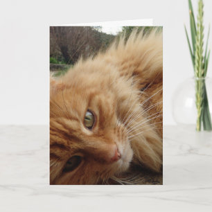 Katzengesicht Karte