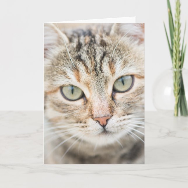 Katzengesicht Karte (Vorderseite)