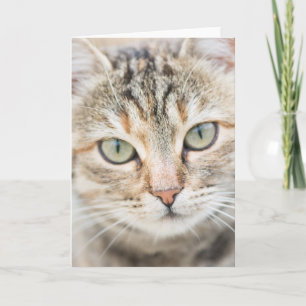 Katzengesicht Karte