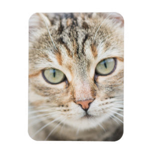 Katzengesicht Magnet