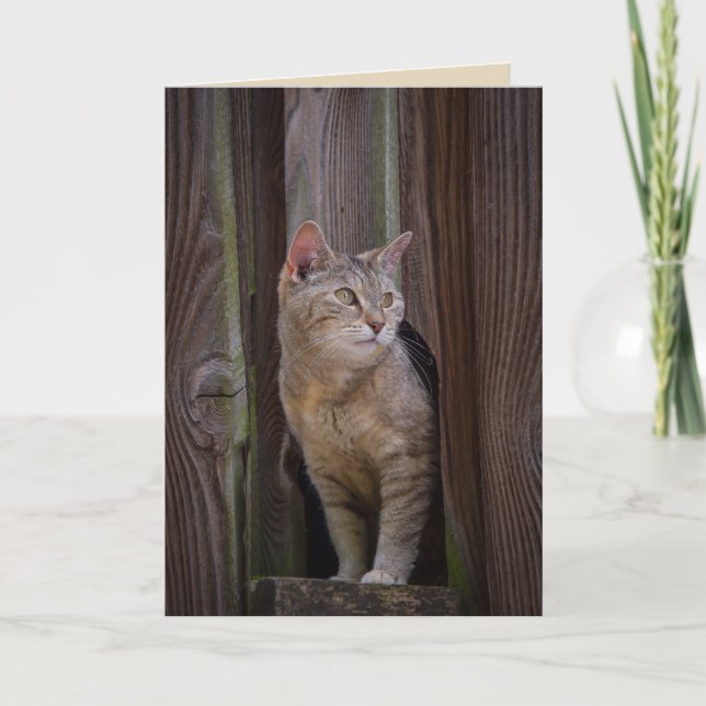 Katzengrüßkarte ansehen karte (Vorderseite)