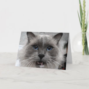 Katzengrußkarte Karte