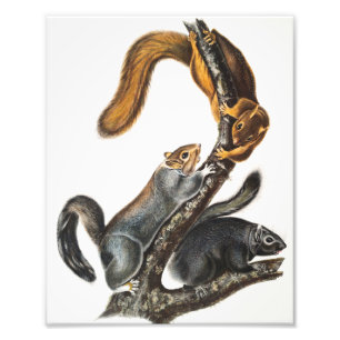 Katzenhörnchen (Sciurus cinereus) Illustration Fotodruck