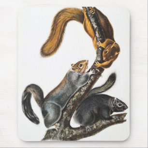 Katzenhörnchen (Sciurus cinereus) Illustration Mousepad