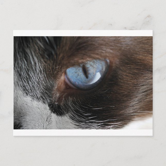 Katzenjammer Postkarte (Vorderseite)