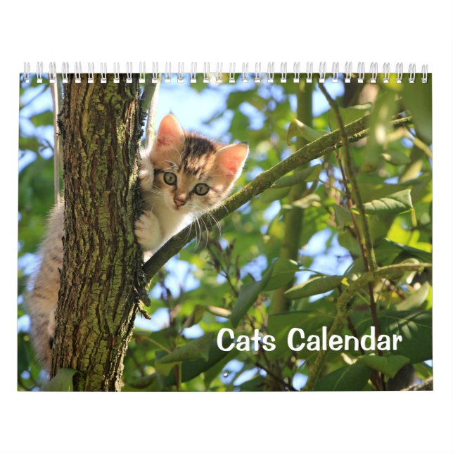 Katzenkalender 2023 kalender (Titelbild)
