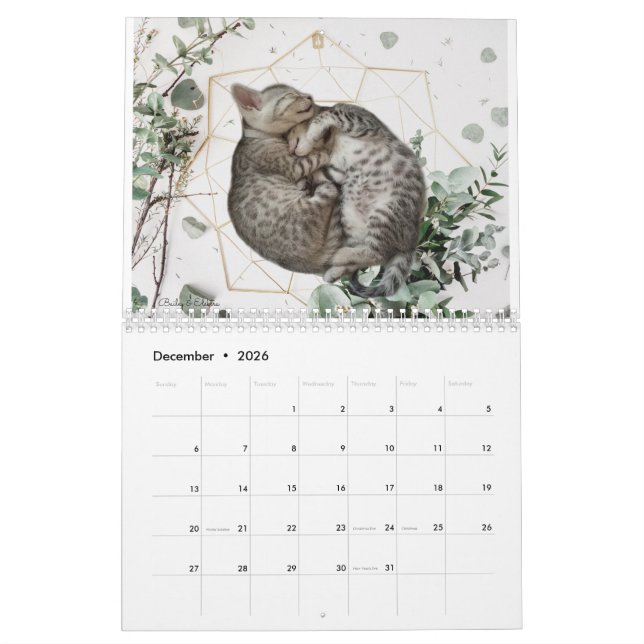 Katzenkalender 2023 kalender (Dez 2026)