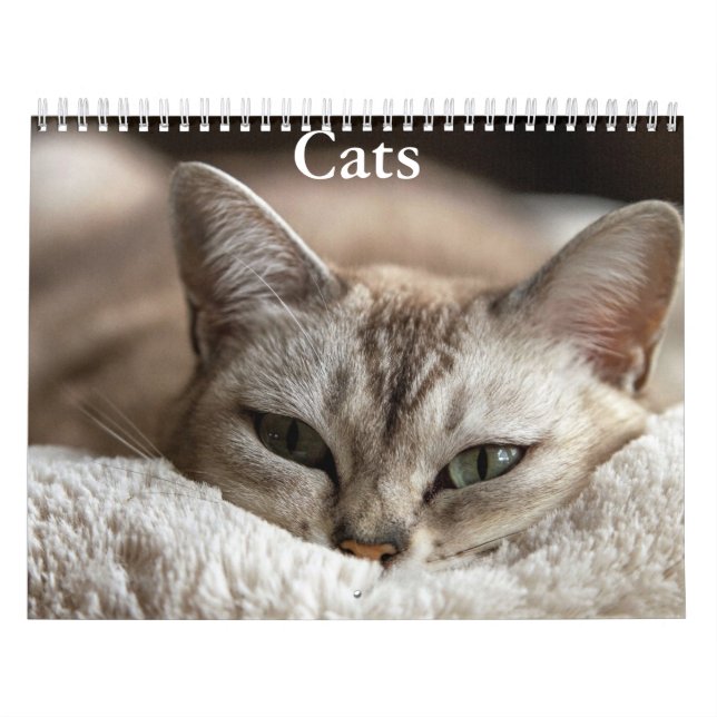 Katzenkalender Kalender (Titelbild)