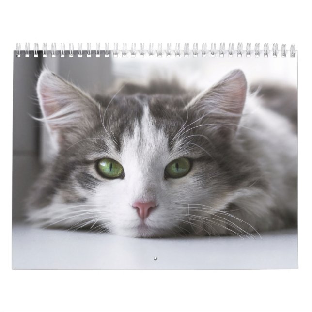 Katzenkalender Kalender (Titelbild)