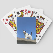 Katzenkarten spielen 歌 う ト プ 猫 ラ