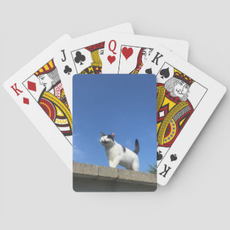Katzenkarten spielen 歌 う ト プ 猫 ラ spielkarten