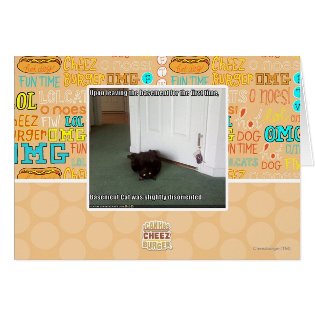 Katzenkatze, leicht desorientiert (Vorderseite (Horizontal))