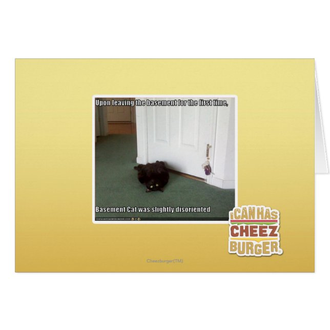 Katzenkatze, leicht desorientiert (Vorderseite (Horizontal))