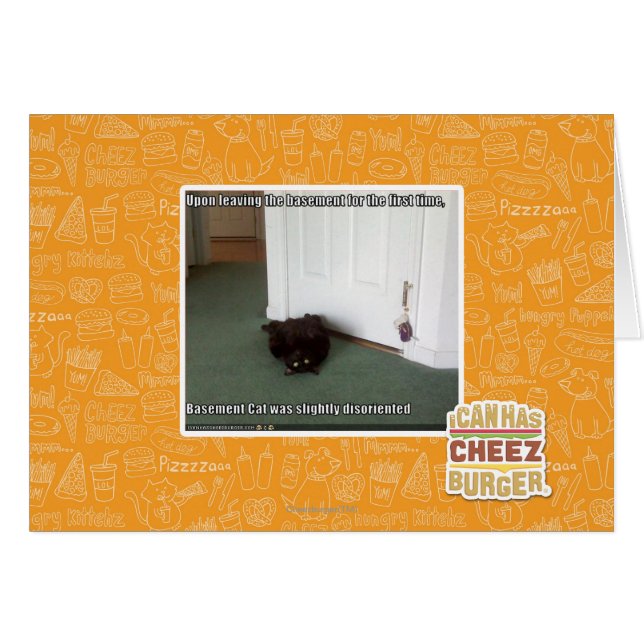 Katzenkatze, leicht desorientiert (Vorderseite (Horizontal))