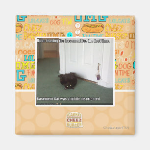 Katzenkatze, leicht desorientiert magnet