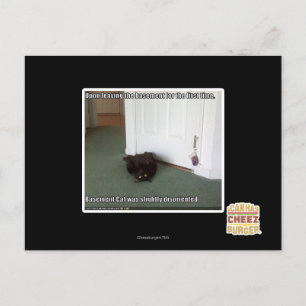 Katzenkatze, leicht desorientiert postkarte