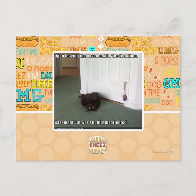 Katzenkatze, leicht desorientiert postkarte (Vorderseite)