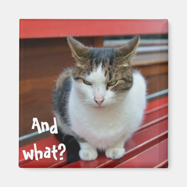 Katzenkatze Magnet (Vorne)