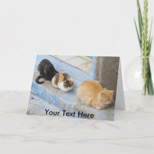 Katzenkatzen, Chefchaoue, Marokko Karte