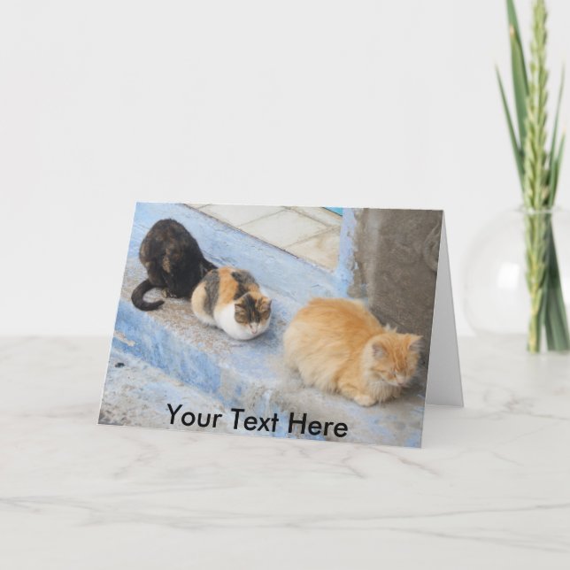 Katzenkatzen, Chefchaoue, Marokko Karte (Vorderseite)
