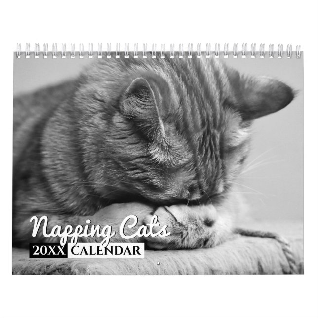 Katzenkatzen Foto-Wandkalender Kalender (Titelbild)