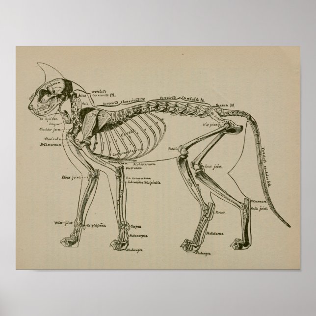 Katzenkelett Anatomie Vintage Veterinärmedizin Dru Poster (Vorne)