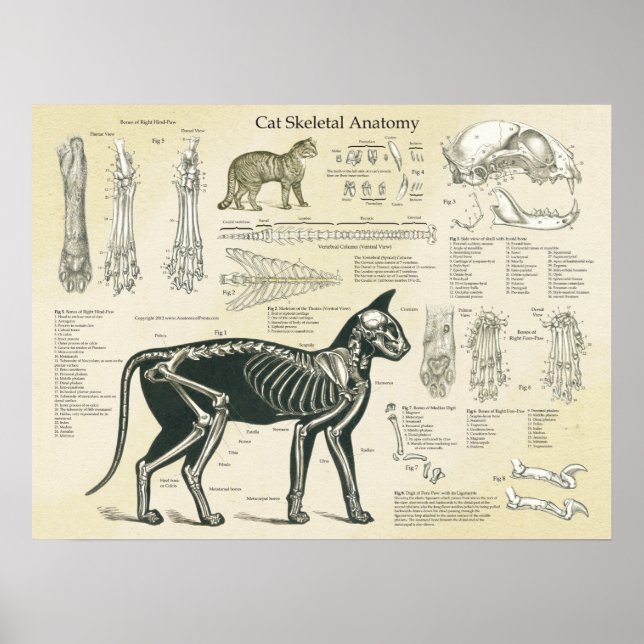 Katzenkelettanatomie Poster (Vorne)