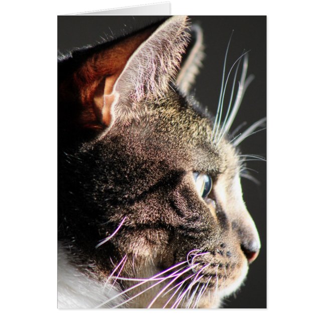 Katzenkopf, Profil (Vorne)