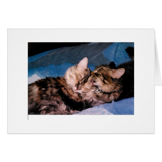 Katzenkuß (Vorderseite (Horizontal))