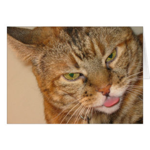 Katzenkuss